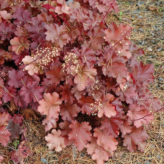 Гейхера (Heuchera) «Mahogany»