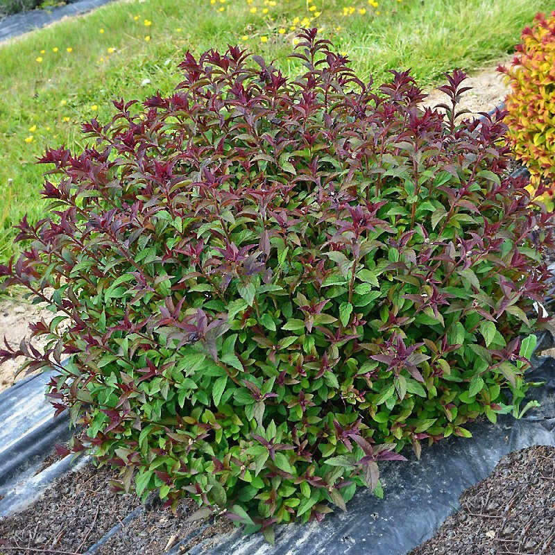 Спирея японская "Merlo Green"