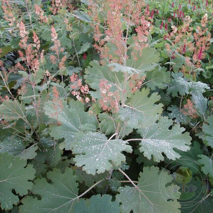 Маклея мелкоплодная (Macleaya microcarpa) «Kelways Coral Plume»