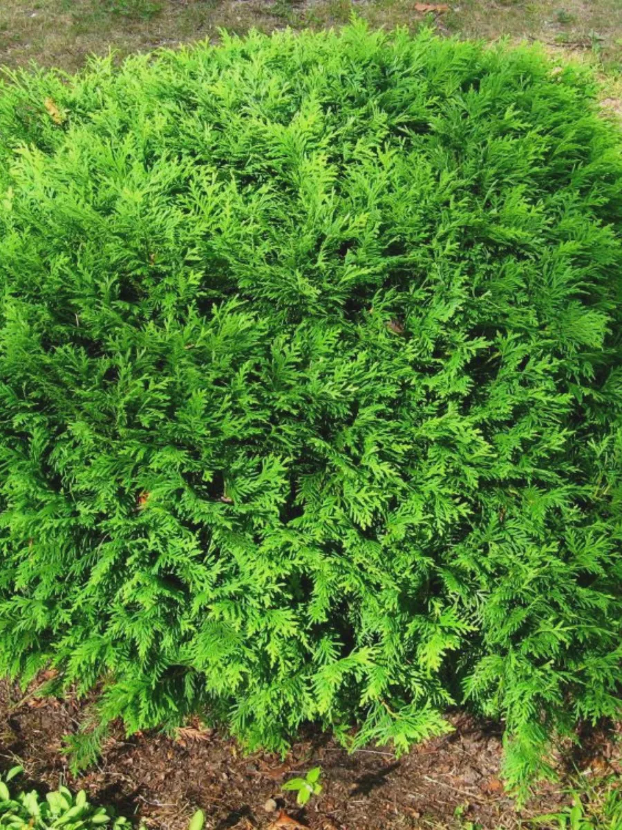 Туя западная (Thuja oссidentalis) “Hoseri”