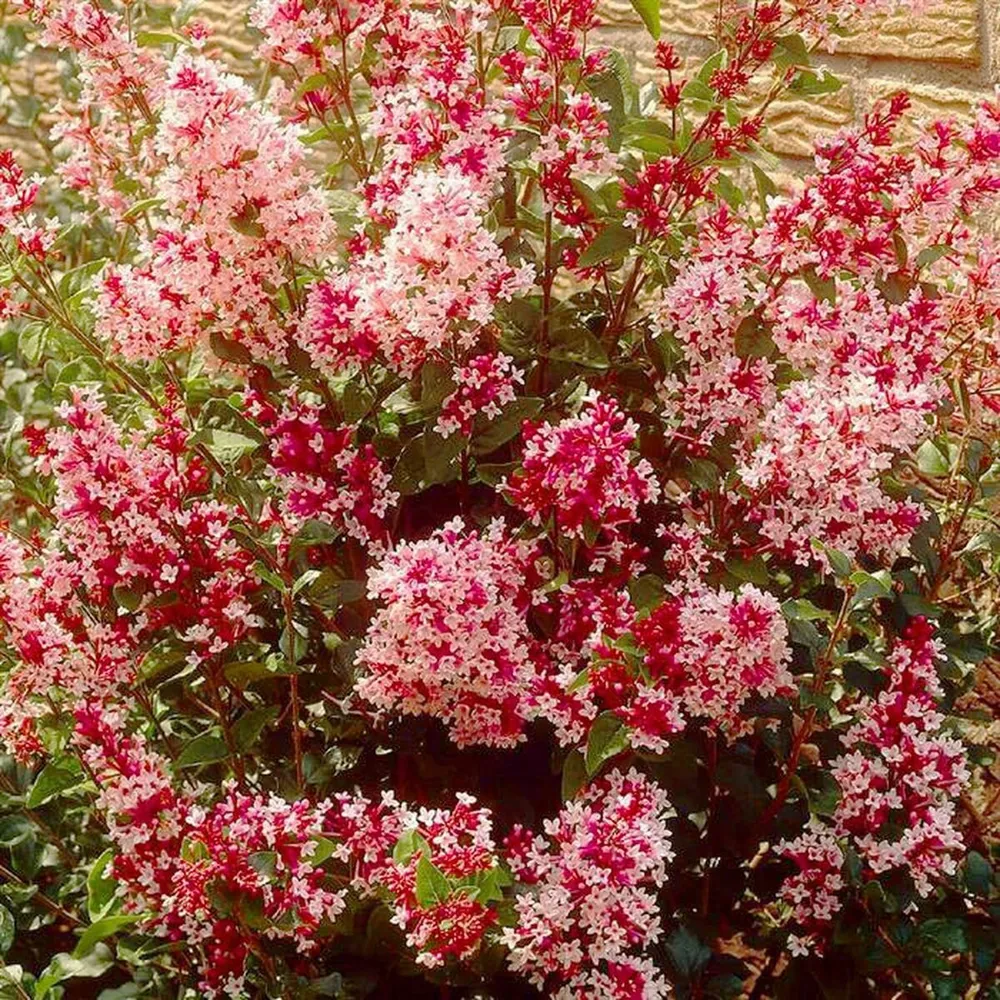 Сирень Мейери (Syringa meyeri) "Red Pixie"