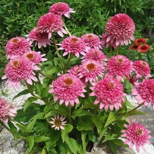Эхинацея (Echinacea) «Butterfly Kisses»