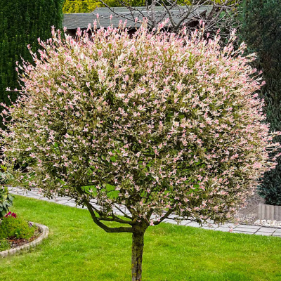 Ива цельнолистная (Salix)                       "Hakura-nischiki"