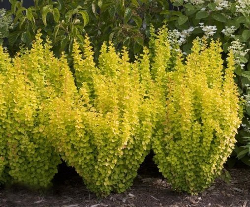 Барбарис Тунбергера (Berberis thunbergii) “Golden Pillar”
