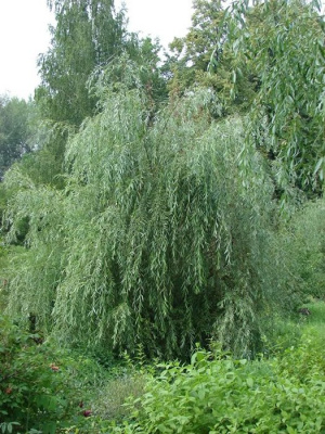 Ива гибридная (Salix) «Идеал»