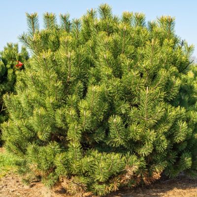 Сосна крючковатая (горная) (Pinus mugo uncinata)