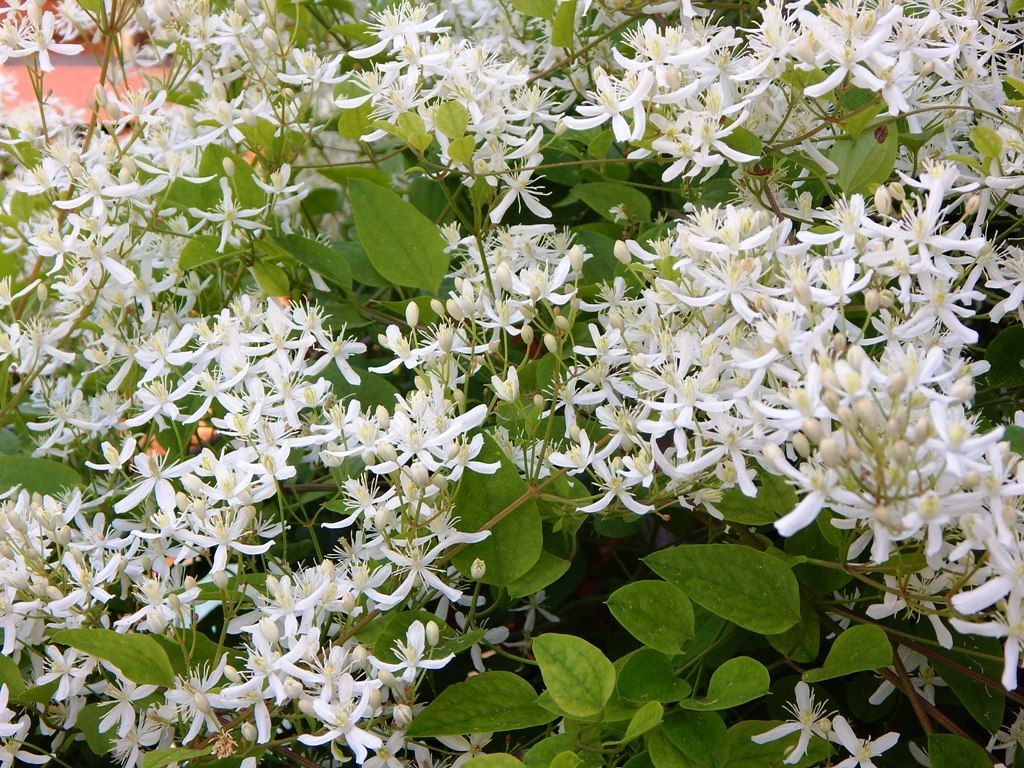 Клематис жгучий