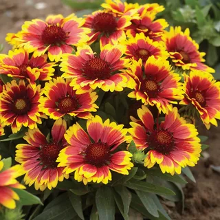 Гайлардия (Gaillardia) «GALYA Blazing Sun»