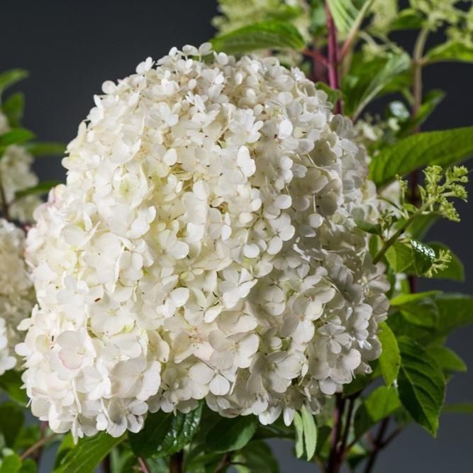 Гортензия метельчатая (Hydrangea paniculata) “Bobo”