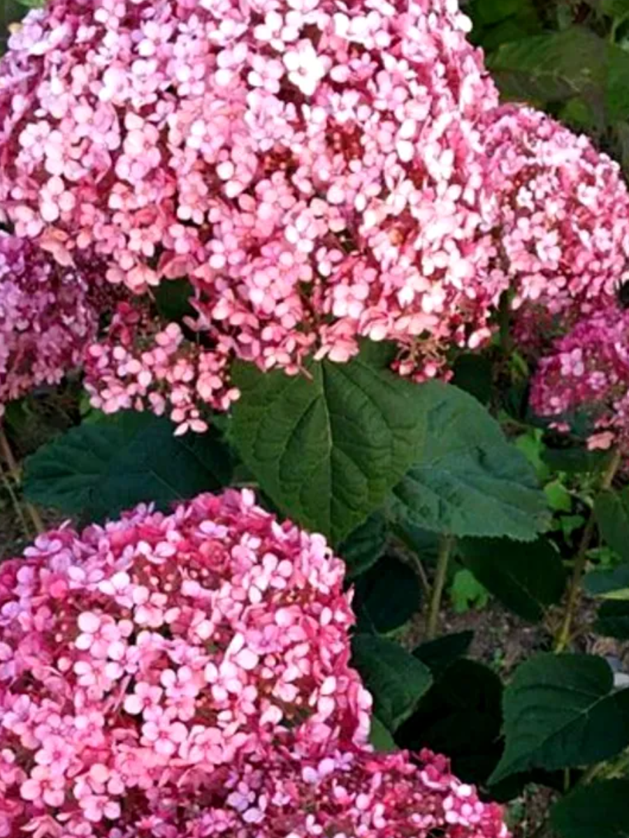 Гортензия древовидная (Hydrangea arborescens) «Sweet Annabelle»