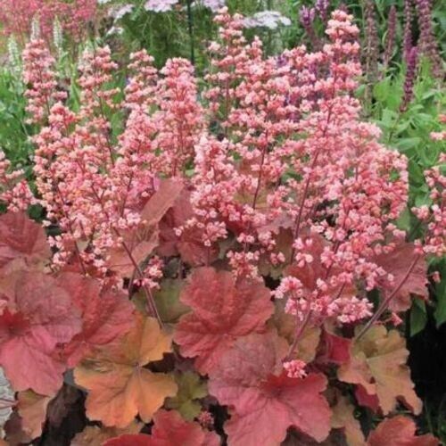 Гейхера (Heuchera) «Pink Pearls»