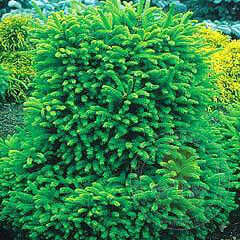 Ель быкновенная "Barryi"