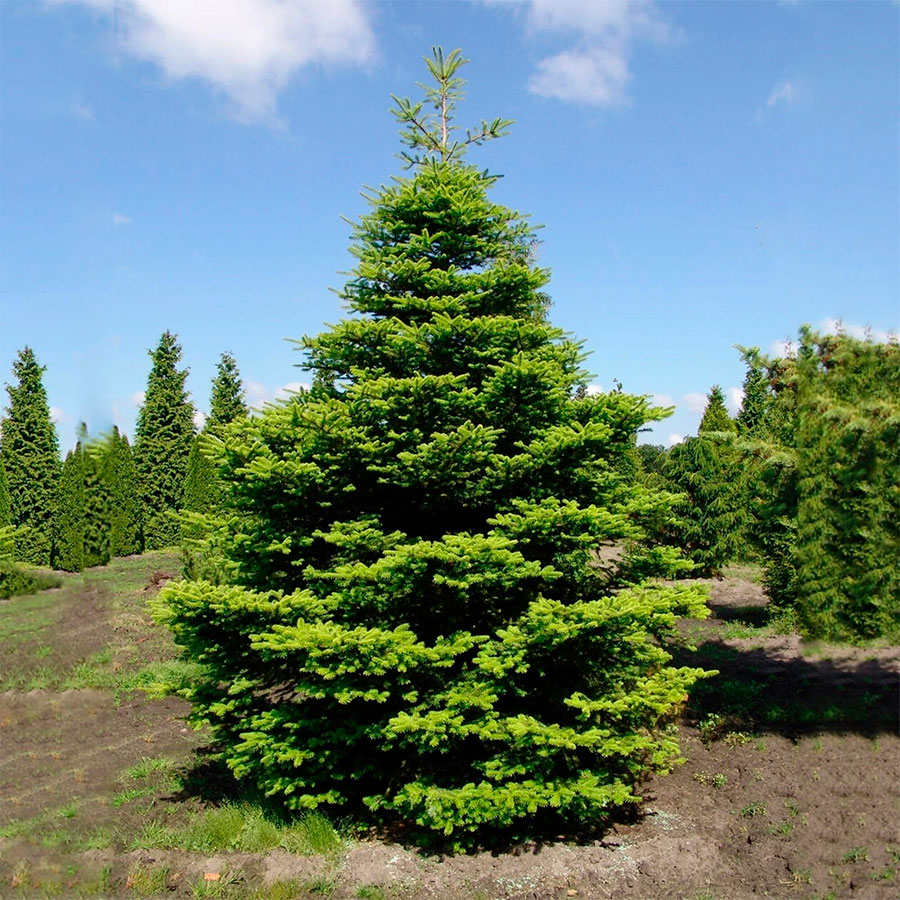 Пихта корейская (Abies koreana)