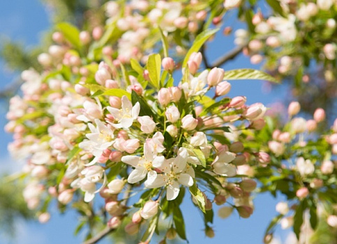 Яблоня торинго 'Brouwers Beauty'