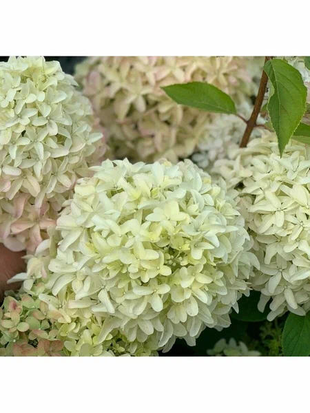 Гортензия метельчатая (Hydrangea paniculata) «Magical Lime Sparkle»