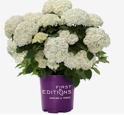 Гортензия древовидная "FlowerWOW"