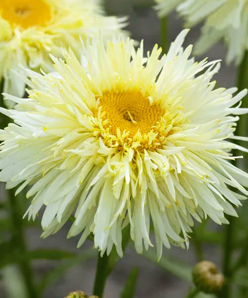 Нивяник великолепный (Leucanthemum superbum) «Goldrausch»