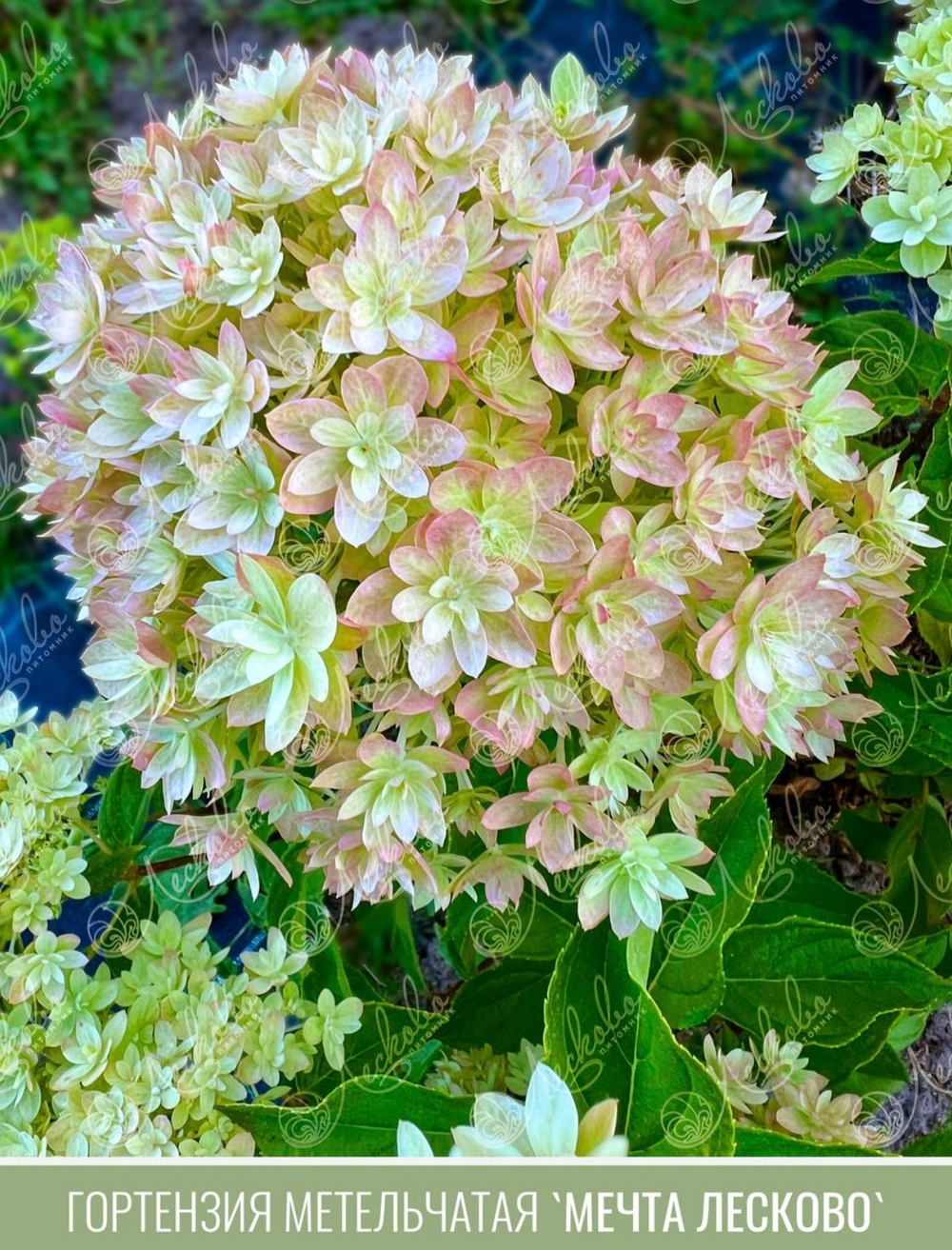 Гортензия метельчатая "Мечта Лесково"