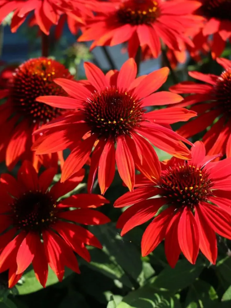 Эхинацея (Echinacea) «Panama Red»