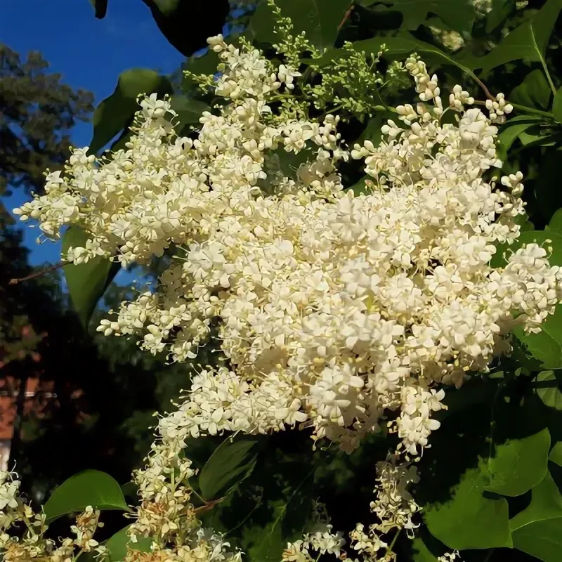 Сирень амурская (ком) 