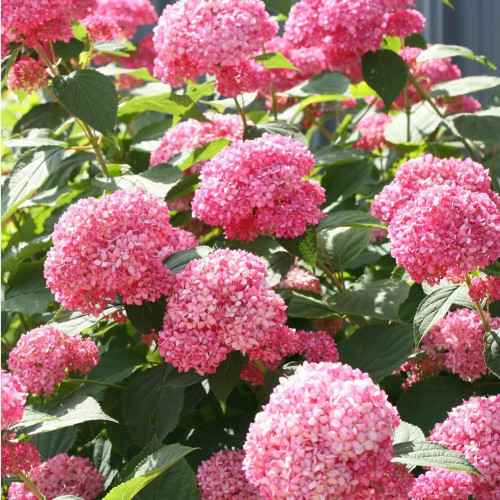 Гортензия древовидная (Hydrangea arborescens) "Donker Rose Annabelle"