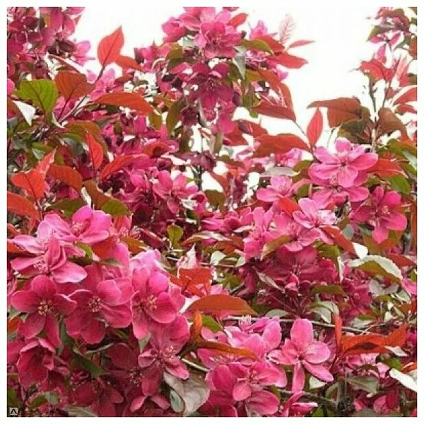 Яблоня декоративная (Malus)               «Хелена»