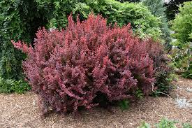 Барбарис Тунбергера (Berberis thunbergii) "Royal Ruby"