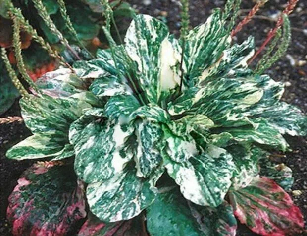 Подорожник большой "Variegata"