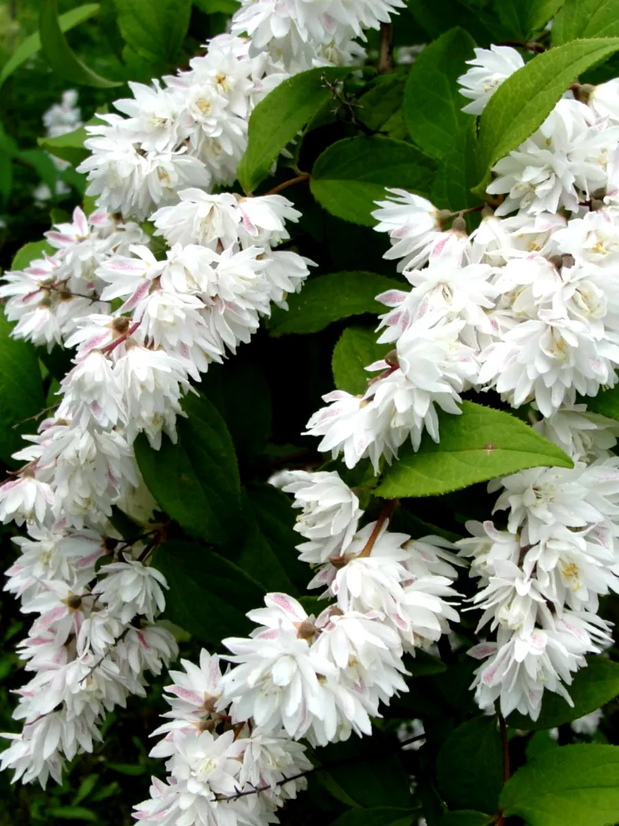 Дейция пурпурная (Deutzia)'Candidissima'