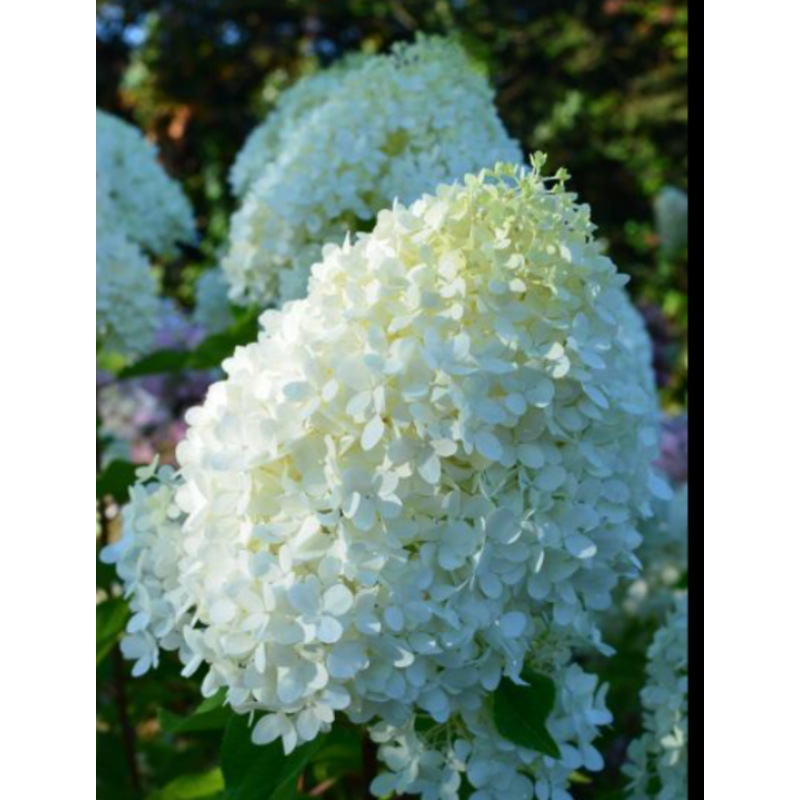 Гортензия метельчатая (Hydrangea paniculata) «Minty Spirit»