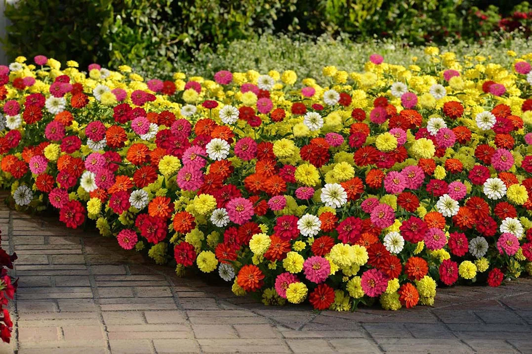 Цинния мариландская  (Zinnia marylandica)«Double Zahara mix»