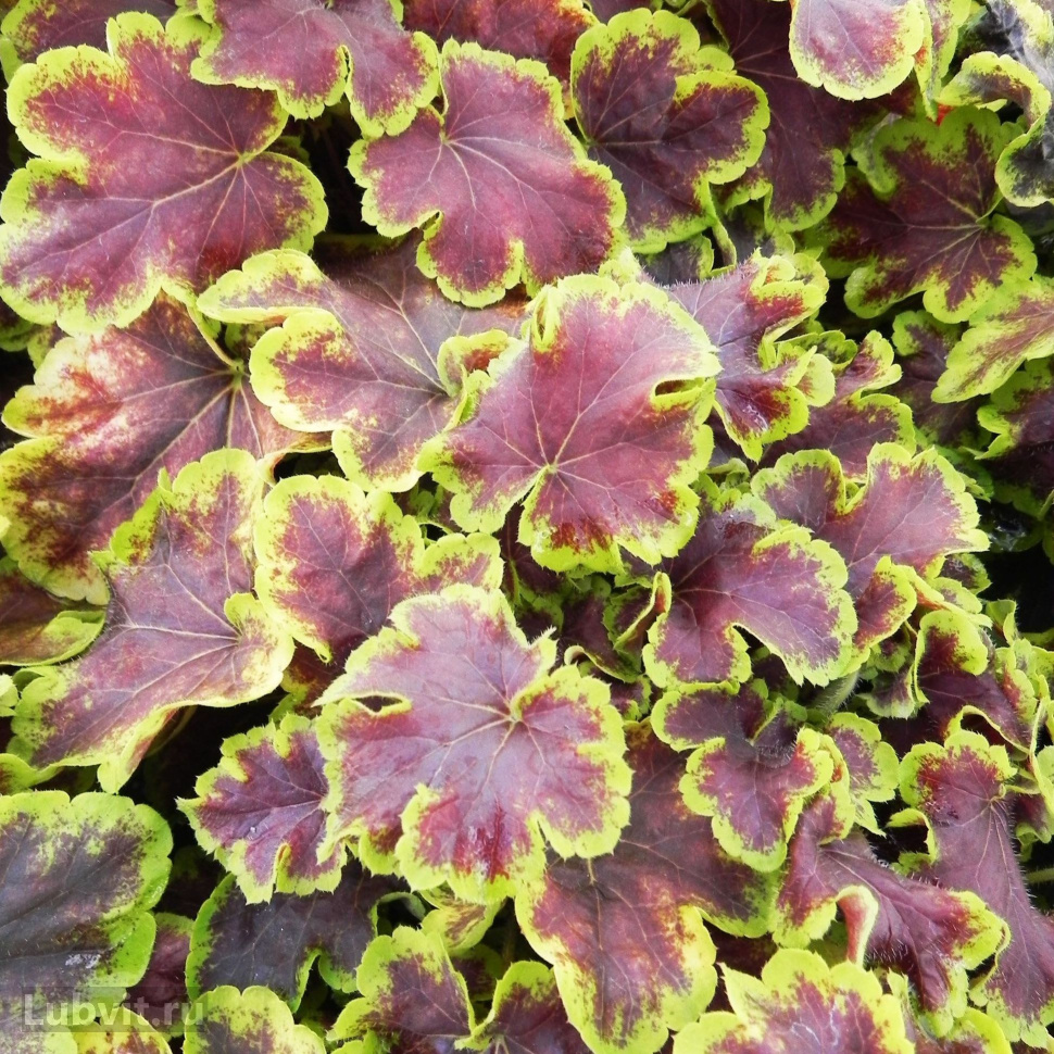 Гейхерелла   (Heucherella)                        «Solar Eclipse»