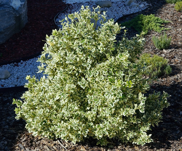 Бересклет Форчуна  (Euonymus fortunei) «Emerald Gaiety»