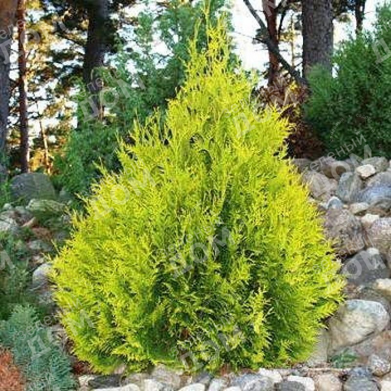 Туя западная (Thuja occidentalis) 'Salland'