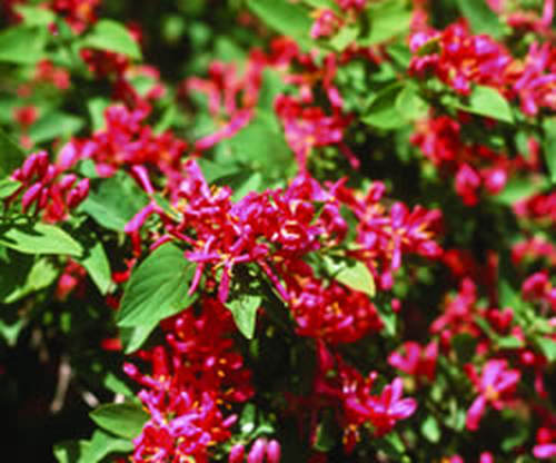 Жимолость татарская Hack's Red(Lonicera tatarica)