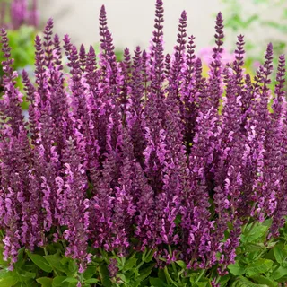 Сальвия  (Salvia)  "Sensation Compact Bright Rose"