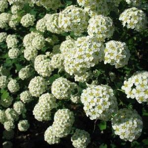 Спирея трехлопостная (трилобата)