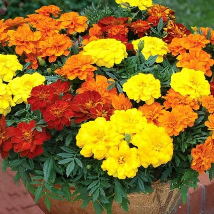 Бархатцы отклоненные(Tagetes patula)«Durango» MIX