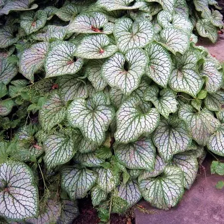 Бруннера крупнолистная (Brunnera macrophylla) «Silver Wings»