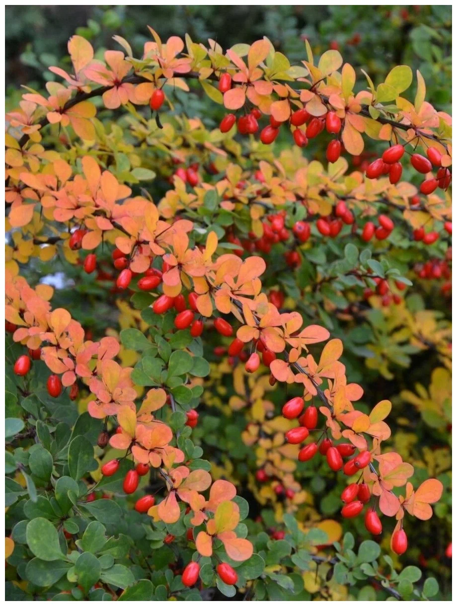Барбарис Тунберга  (Berberis thunbergii) «Barberry»