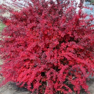 Барбарис Тунберга (Berberis thunbergii) "Red Compact"