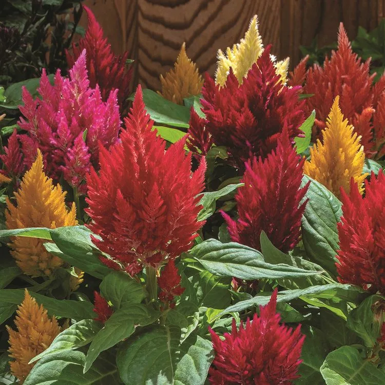 Целозия Перистая(Celosia argentea f.рlumosa)«Kimono Mix»