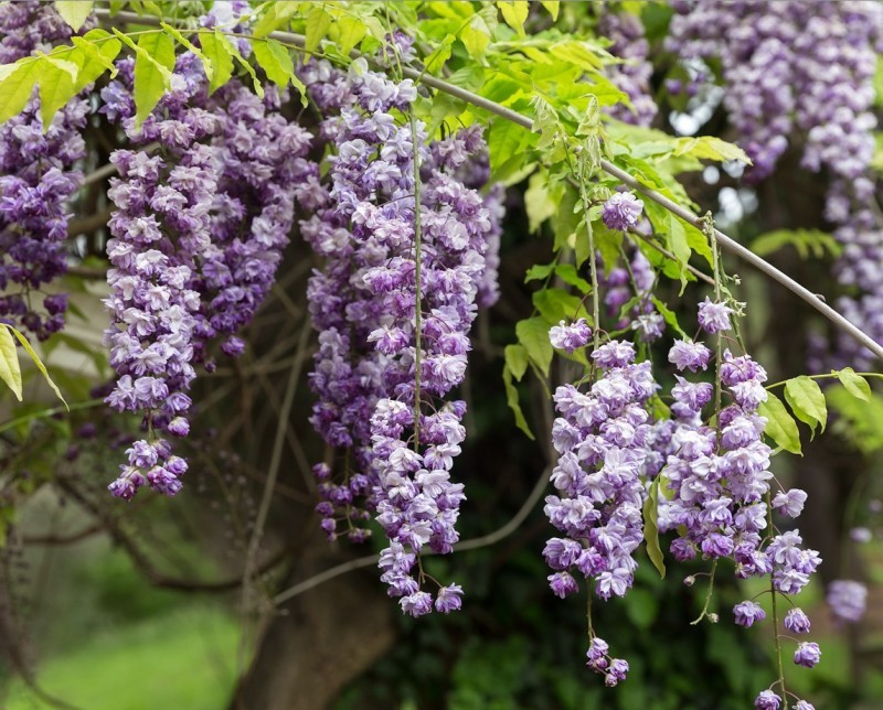 Глициния китайская (Wisteria sinensis)