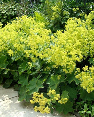 Манжетка мягкая (Alchemilla mollis) «Robustica»