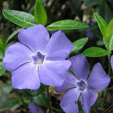 Барвинок малый     (Vinca minor)