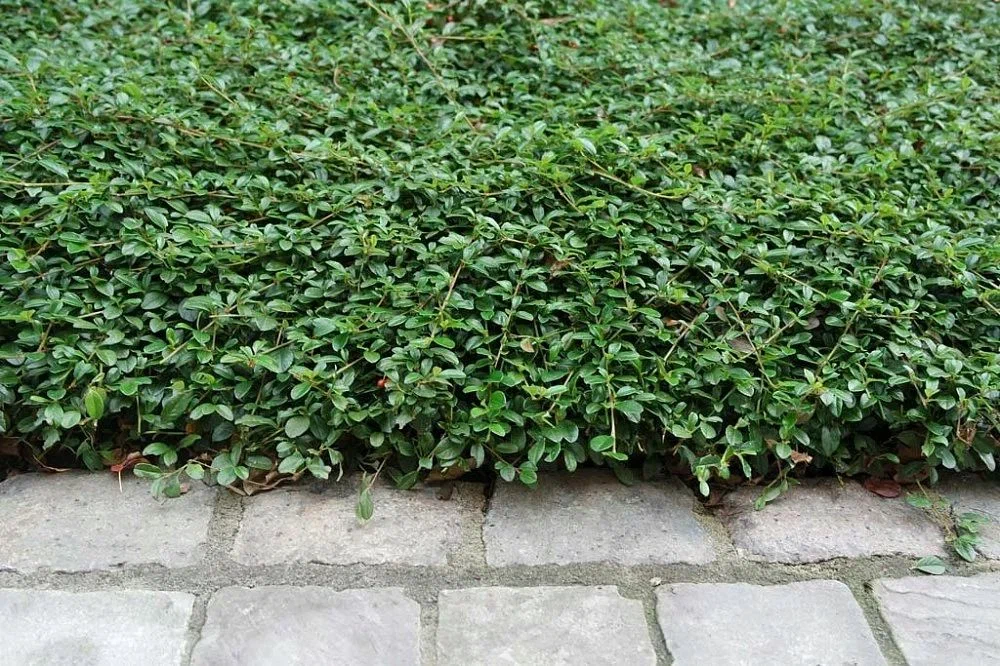 Кизильник (Cotoneaster) Даммера "Major"