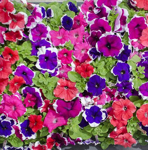 Петуния  крупноцветковая(Petuniagrandiflora)«Limbo Picotee»