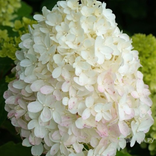 Гортензия метельчатая "Candy Love"