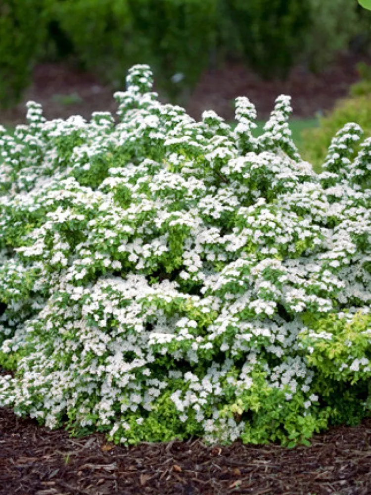Спирея ниппонская (Spiraea nipponica) «Halward’s Silver»