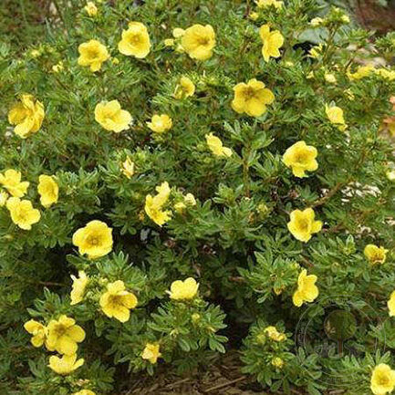 Лапчатка кустарниковая (Potentilla fruticosa) "Double Punch Gold"